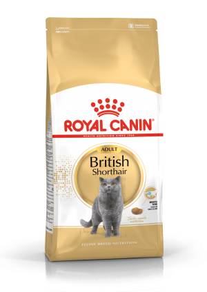 רויאל קנין חתול בריטי קצר שיער